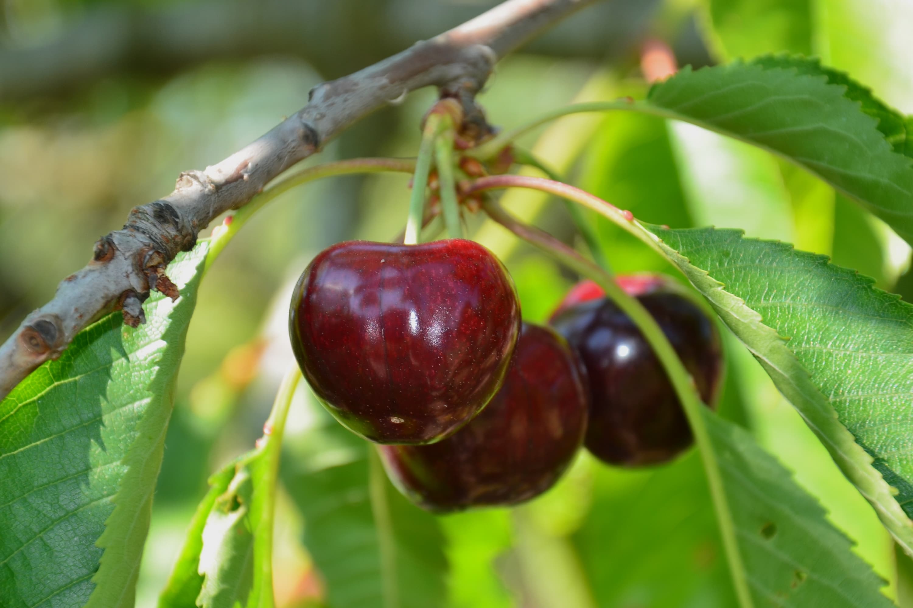 Chelan cherries