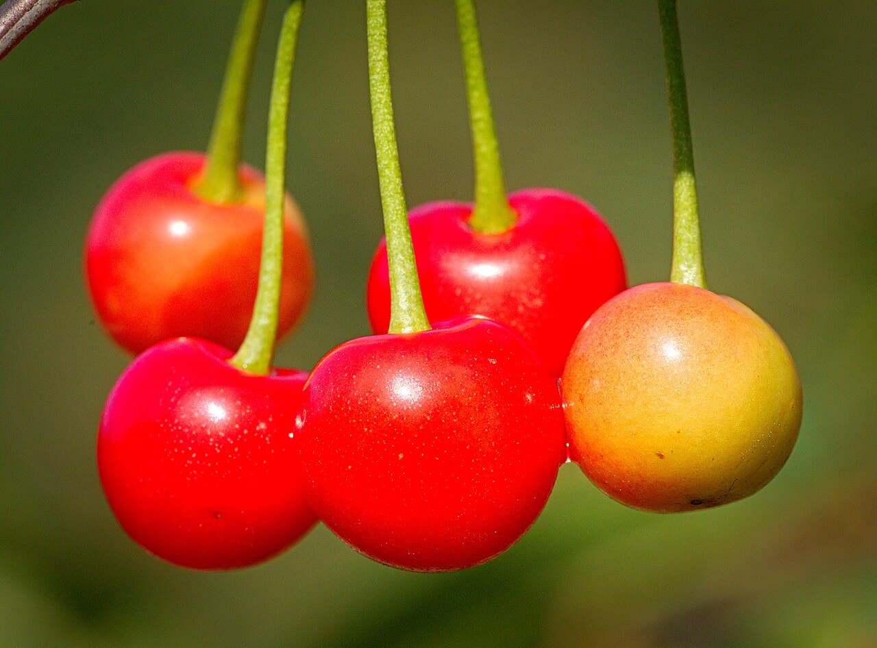 Burgundy Pearl cherries